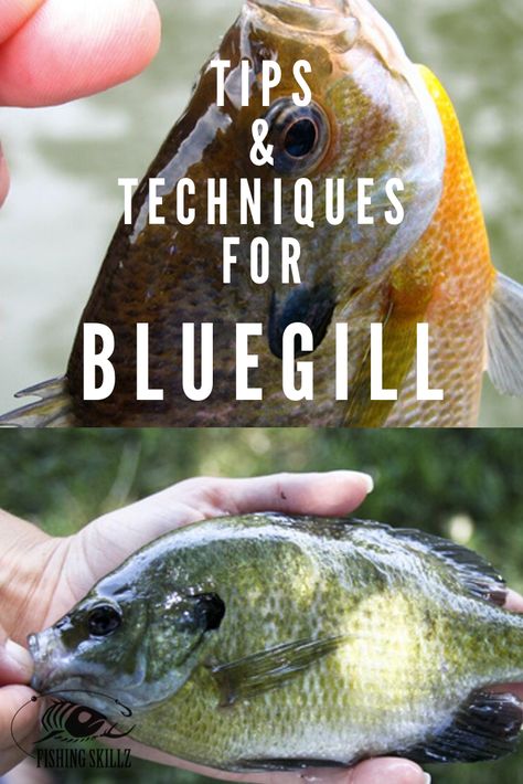 Bream Fishing Tips, Bluegill Bait, Bottom Fishing Rigs, Bluegill Fishing, Fishing Tricks, Trout Fishing Lures, Crappie Fishing Tips, Trout Bait, Trout Fishing Tips