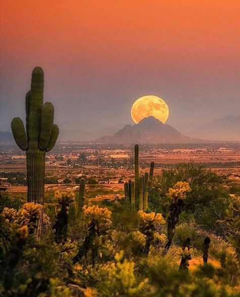 Arizona Aesthetic, Desert Aesthetic, Saguaro National Park, Belle Nature, Desert Dream, Desert Vibes, Pretty Landscapes, Arizona Travel, Arizona Usa