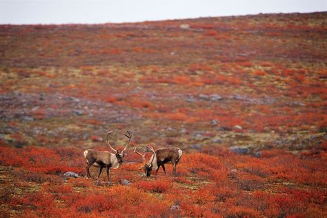 Caribou grazing on the Arctic tundra, Thelon Wildlife Sanctuary, Northwest Territories and Nunavut, Canada.   Galen Rowell/Corbis Arctic Explorers, Nature, Wildlife Photography, Arctic Landscape, Arctic Tundra, Northwest Territories, Wildlife Sanctuary, Mural Painting, Canada Travel