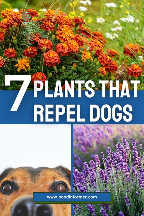 Explore 7 plants known for their ability to naturally repel dogs, helping to deter untrained pets and strays from causing trouble in your garden. #PondInformer #DogRepellent #GardenSafety Dog Pee Resistant Plants, Protect Plants From Dogs, Safe Plants For Dogs, Pet Friendly Plants Outdoor, Plants That Repel Dogs, Dog Friendly Flower Beds, Protect Plants From Animals, How To Keep Dogs Out Of Garden, Keeping Dogs Out Of Flower Beds