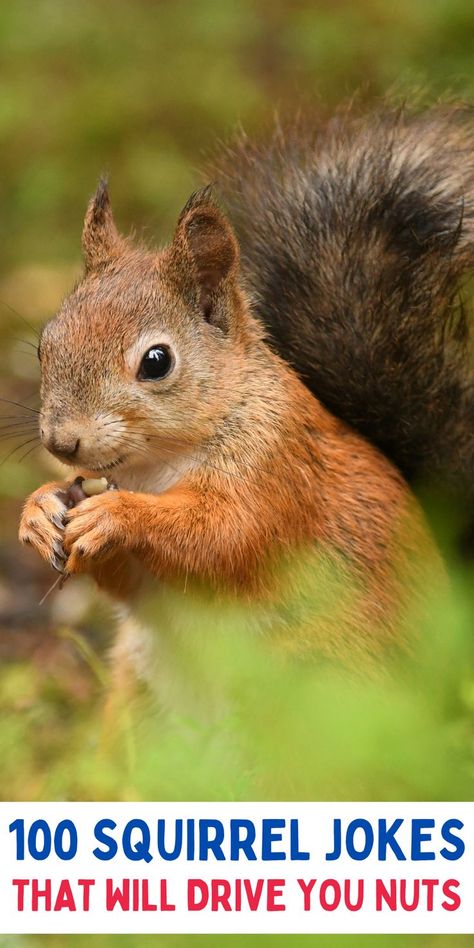 The best jokes all about squirrels. Easy jokes for kids. Jokes for kids to tell. Funny Squirrel Quotes, Squirrel Quotes Funny, Squirrel Jokes, Squirrel Quotes, Squirrel Puns, Squirrel Quote, Squirrels Funny, Squirrel Images, Funny Squirrel