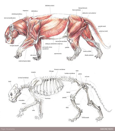 Tiger Anatomy by simonerizio on Newgrounds Croquis, Tiger Anatomy Drawing, Tiger Anatomy, Anatomy Reference Drawing, Rabbit Anatomy, Feline Anatomy, University Assignment, Animated Anatomy, Sabertooth Tiger