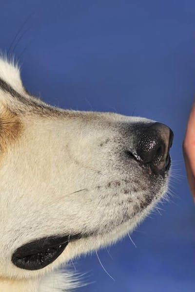 Can Dogs Smell Other Dogs on Humans? #smell #senses #mansbestfriend Dog Smells, Dog Nose, Modern Dog, Sporting Dogs, The Signs, Training Your Dog, Smile Face, The Science, The Shape