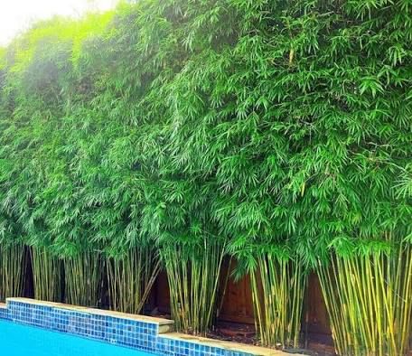 Clumping Bamboo Landscaping, Bamboo Hedge, Bamboo Privacy, Pool Plants, Bamboo Landscape, Growing Bamboo, Screen Plants, Privacy Plants, Privacy Landscaping