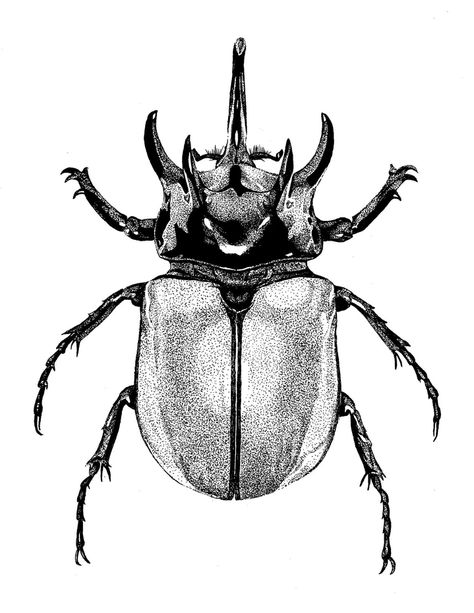 Beetle drawings | Nat McIntyre Bug Ink Drawing, Rhinosaurus Beetle Tattoo, Rhinoceros Beetle Drawing, Beatle Tattoo Design, Scarab Beetle Tattoo Design, Bug Drawing Insects, Dung Beetle Tattoo, Scarab Beetle Drawing, Rhino Beetle Tattoo