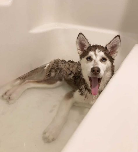 How Often Should You Bathe A Husky? Dogs, Husky, Bath, Puppies, Husky Owner, A Husky, Husky Puppy, Take A Shower, Vision Board