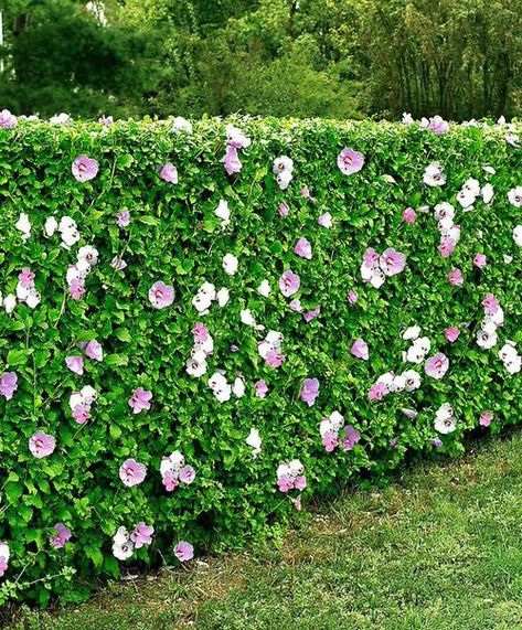 Japanese Privet, Ligustrum Japonicum, Privacy Shrubs, Fast Growing Privacy Shrubs, Hedges Landscaping, Como Plantar Pitaya, Flower Hedge, Privacy Hedges, Shrubs For Privacy