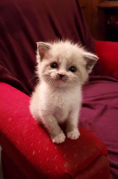 Foster Kitty Gives The Cutest Smile During A Photoshoot And It Takes Over The Internet | Bored Panda Söt Katt, Kitten Images, Small Kittens, Smiling Cat, Tiny Kitten, Foster Kittens, Adorable Kitten, Kitten Rescue, Little Kittens