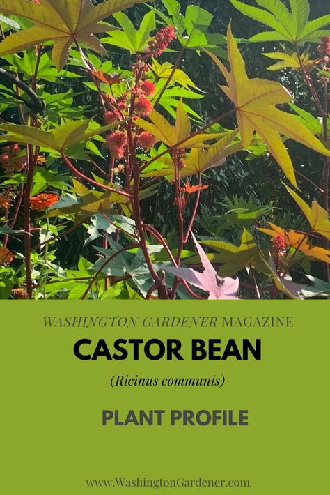 Castor Bean Plant (Ricinus communis) is also known as the Castor Oil Plant. This exotic-looking member of the Spurge family is native to East Africa and is not in fact a bean at all... Castor Bean Plant Ideas, Castor Oil Plant, Castor Bean Plant, Castor Bean, Ricinus Communis, Bean Plant, Deer Resistant Plants, Poisonous Plants, Oil Plant