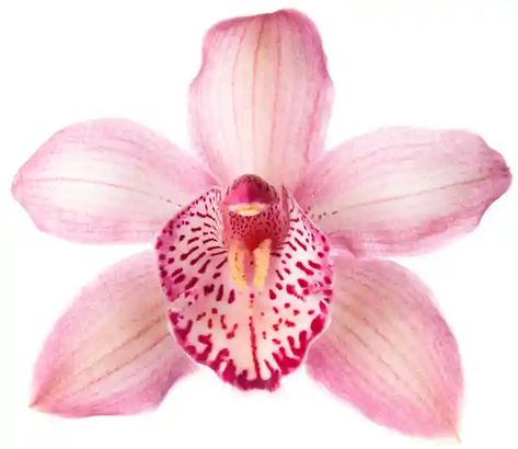 Fancy a plant that will grow old with you? | Gardening advice | The Guardian Boat Orchid, Flower On White Background, Madagascar Dragon Tree, Anna Mason, Parlor Palm, Heirloom Roses, Cymbidium Orchids, White Background Photo, Hybrid Tea Roses