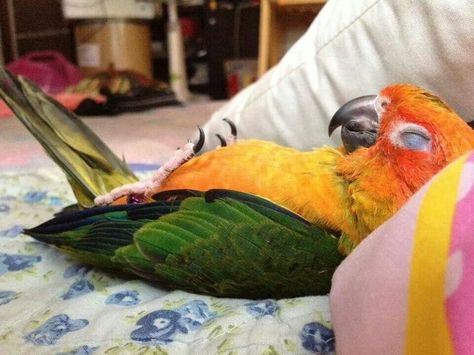 Worlds Cutest Animals, Conure Bird, Conure Parrots, Large Blanket, Bird Care, Funny Parrots, Funny Birds, Pet Bird, Exotic Birds