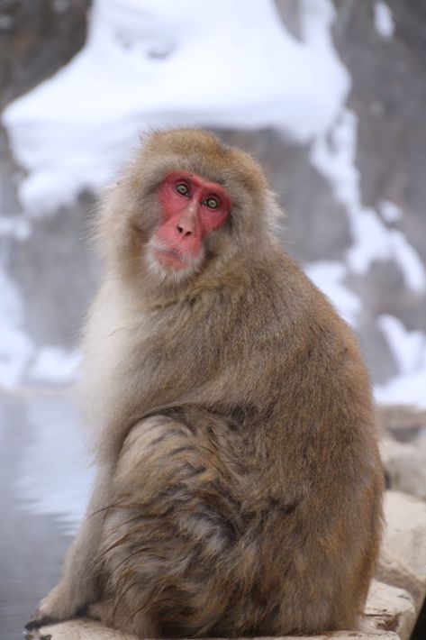 Japanese snow monkeys are famous for hanging out in the host springs to warm up in winter! Japanese Snow Monkeys, Snow Monkeys Japan, Japan Monkey, Japanese Snow, Japanese Monkey, Japan With Kids, Monkey Species, Snow Monkeys, Macaque Monkey