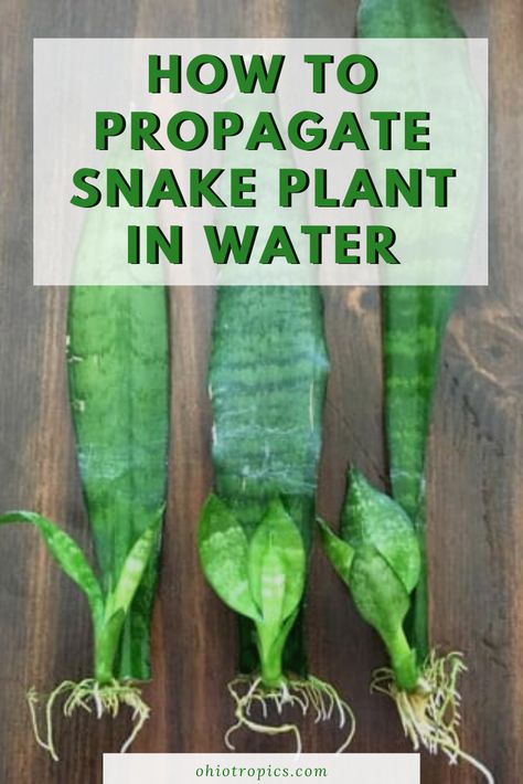 How To Root Snake Plant In Water, Potting Snake Plant Cuttings, Snake Plant Cuttings In Water, Propagation Snake Plant, Propagating A Snake Plant, Propergate Snake Plant, Diy Plant Self Waterer, Grow Snake Plant From Leaf, Indoor Plants Propagation