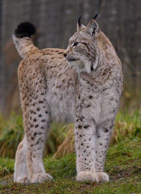 European Lynx ~ Explore | Its of course a captive one sadly,… | Flickr Lynx