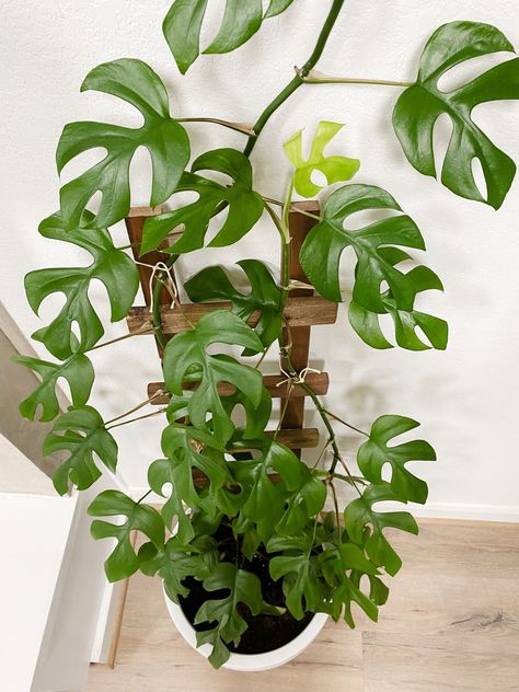 Plants, Monstera Ginny, Mini Monstera, Rhaphidophora Tetrasperma, Plant Care