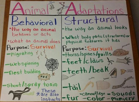 Animal Adaptations Anchor Chart                                                                                                                                                                                 More Fourth Grade Science, Grade 4 Habitats, Plant Adaptations Anchor Chart, Animal Adaptations Anchor Chart, Adaptations Anchor Chart, Plant Adaptations, Science Anchor Charts, Second Grade Science, 7th Grade Science