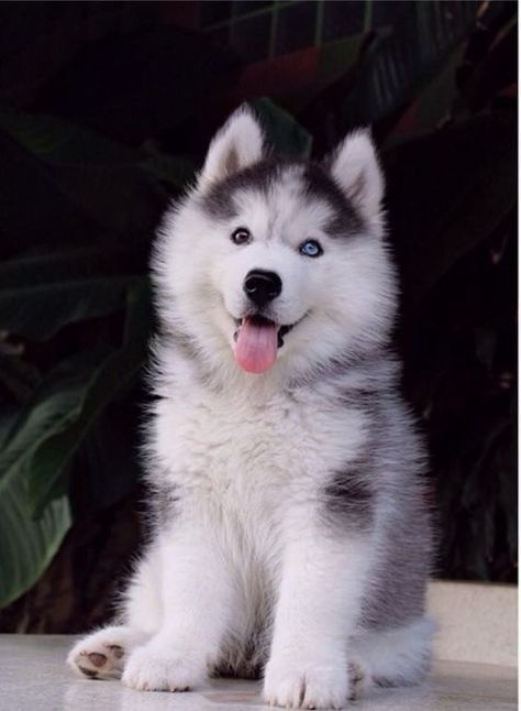 Caine Husky, Husky Breeds, Cute Husky Puppies, Psy I Szczenięta, Cute Husky, Siberian Husky Dog, Siberian Husky Puppies, Husky Puppy