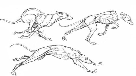 Running Dog Drawing, Running Sketch, Running Reference, Dog Drawing Reference, Running Drawing, Fox Sketch, Dog Reference, Running Illustration, Racing Dogs