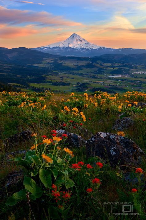 (by Adrian Klein) Amazing Nature, Abu Dhabi, Belle Nature, Hood River, Mt Hood, Pretty Landscapes, Spring Bouquet, Nature Aesthetic, Pretty Places