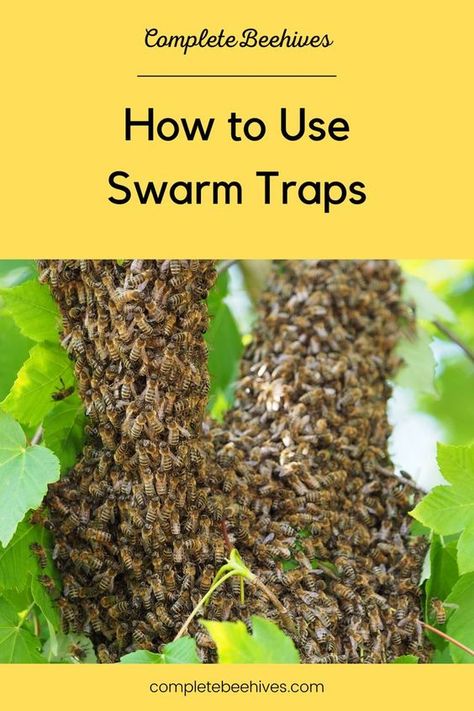 A swarm trap is a box that is set out in order to attract swarming bees. The bees don’t necessarily get trapped in it, but the box does usually contain some sort of bait to lure them in. Swarm traps are also called bait hives. Swarm traps are made out of wood, or even plastic waste baskets. It will have a small hole in the front for the bees to enter the trap and is usually placed in a tree. Permaculture, Water For Bees, Bee Hive Stand, Honey Bee Swarm, Honey Bees Keeping, Bee Hives Boxes, Hive Stand, Bee Traps, Bait Trap