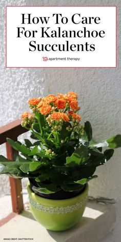 Kalanchoe Succulents, Kalanchoe Flowers, Flowering House Plants, Kalanchoe Blossfeldiana, Flowering Succulents, Household Plants, Plant Care Houseplant, Hanging Plants Indoor, Inside Plants