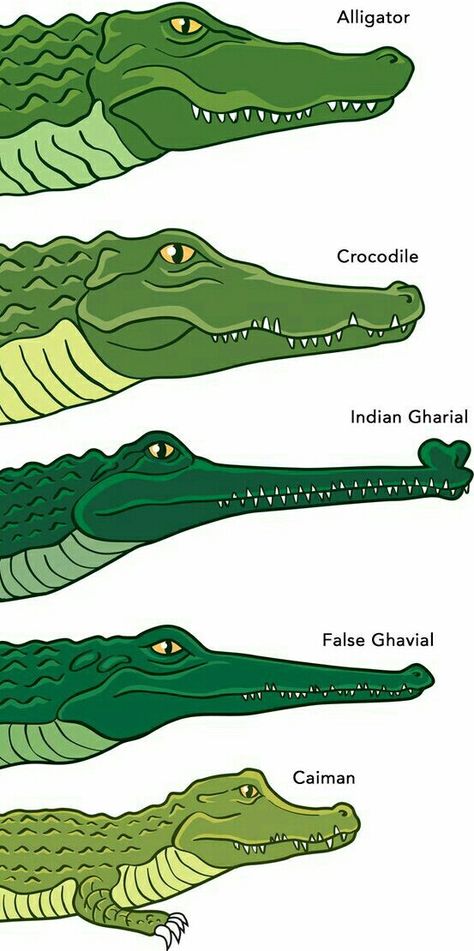 What's the difference between crocodiles and alligators? Reptiles And Amphibians, Types Of Crocodiles, Crocodile Illustration, Nile Crocodile, Haiwan Lucu, Animal Tracks, Haiwan Peliharaan, Crocodiles, Animal Facts