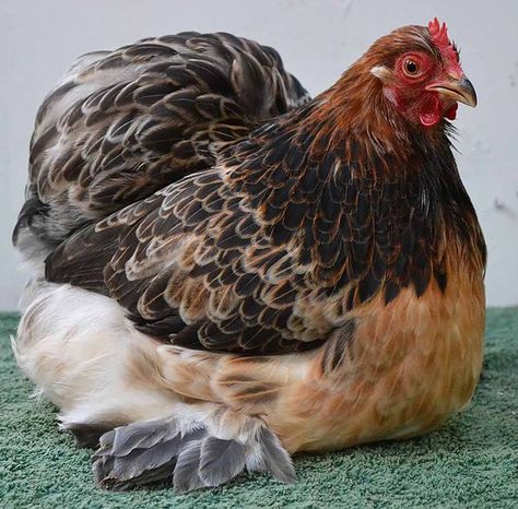 Pekin Chicken, Pekin Bantams, Bantam Breeds, Cochin Chickens, Brahma Chicken, Dremel 4000, Bantam Chickens, Fancy Chickens, Beautiful Chickens