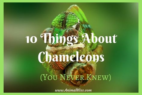 One of the things about chameleons everybody seems to know is that chameleons can change color to match the world around them. But these creatures are a lot more complicated and interesting than many people think. There are a lot more things about chameleons that are amazing. Here are a few fun facts. Chameleon Facts, Chameleon Care, Messy Monday, Chameleon Cage, Chameleon Eyes, Chameleon Pet, Veiled Chameleon, Tortoise Habitat, Moving Eyes