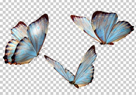 Png Download Free, Butterfly Png Editing, Butterfly Edit, Group Of Butterflies, Butterfly Wing Tattoo, Butterflies Png, Butterfly Ideas, Transparent Butterfly, Word Png