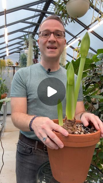 Raffaele Di Lallo on Instagram: "What to do with amaryllis after it is done blooming. #amaryllis #hippeastrum #flowerbulb #houseplantaddict s" Garden Bulbs, Amaryllis Care After Bloom, Amaryllis Care, Amaryllis Plant, Gardening Tricks, Amaryllis Flowers, Potting Tables, Amaryllis Bulbs, It Is Done