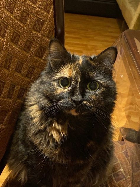 British Shorthair Cats Tortoiseshell, Calico Cat Shorthair, Brown Tortoiseshell Cat, Tortoise Shell Cats, Tortishell Cat Aesthetic, Tortoiseshell Cat Aesthetic, Gato Carey, Gatos Carey, Tortoiseshell Cat Personality