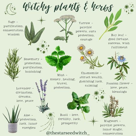 Plants For Spirituality, Herbs For Warding, Witch Plants Indoor, Herbs And Plants For Witchcraft, Green Witch Herbs And Uses, Plants Used In Witchcraft, Green Witch Garden Ideas, Important Herbs For Witches, Plants For Witchcraft