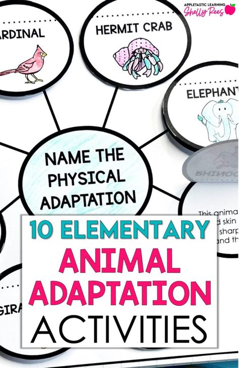 Get ideas for 10 fun elementary animal adaptions activities! Be inspired with animal adaptations experiments, posters, activities, art, and projects for 3rd grade, 4th grade, and 5th grade. Explore animal adaptations of all kinds, including ocean and arctic animals with these ready-to-go worksheets, phenomena based science and even a unit test! Animals Adaptations Activities, Animal Senses Activities, Animal Adaptations 1st Grade, Animal Adaptations Anchor Chart, Animal Adaptation Activities, Animal Adaptations Experiments, Adaptations Anchor Chart, Animal Adaptations Activities, Adaptations Science