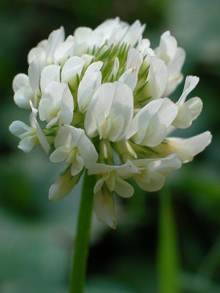 Nature, White Clover Tattoo, White Clover Flower, Clover Aesthetic, Irish Flowers, Clover Blossom, Clover Seed, White Clover, Clover Tattoos