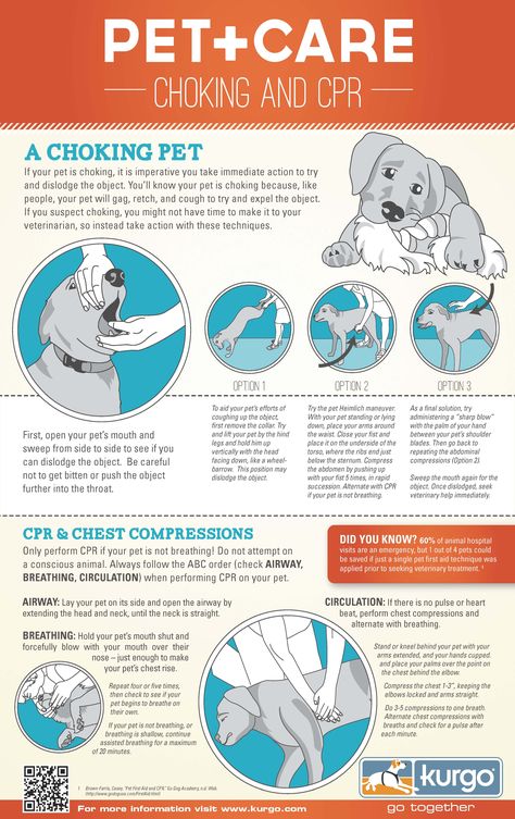 If your pet is choking, it is imperative you take immediate action to try and dislodge the object. You'll know your pet is choking because like people, your pet will gag, retch and cough to try and expel the object. Pet Care Tips, Lou Dog, Wag The Dog, Dog Information, Dog Tips, Dog Safety, Dog Info, Dog Care Tips, Pet Safety