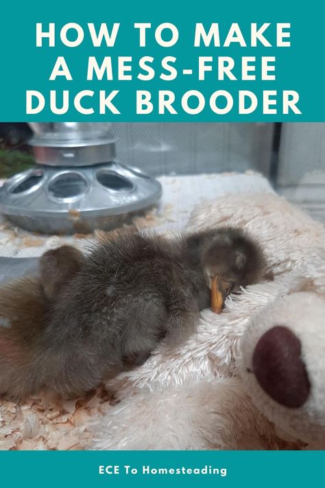 Duck Toys For Coop, Duckling Waterer, Duck Brooder, Duck Waterer, Duck Enclosure, Keeping Ducks, Duck Pens, Chicken Brooder, Backyard Ducks