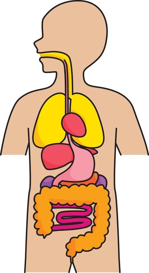 Human Internal Organs Drawing, Body System Drawing, Organ System Drawing, Internal Organs Drawing, Body Organs Drawing, Human Organs Drawing, Internal Organs For Kids, Human Digestive System Drawing, Organ Pernapasan Manusia