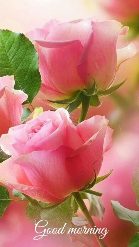 Pink Rose Good Morning Rose Belle, Good Morning Flowers Quotes, Good Morning Roses, Beautiful Pink Roses, Good Morning Images Flowers, Rose Images, Flower Quotes, Beautiful Rose Flowers, Morning Flowers