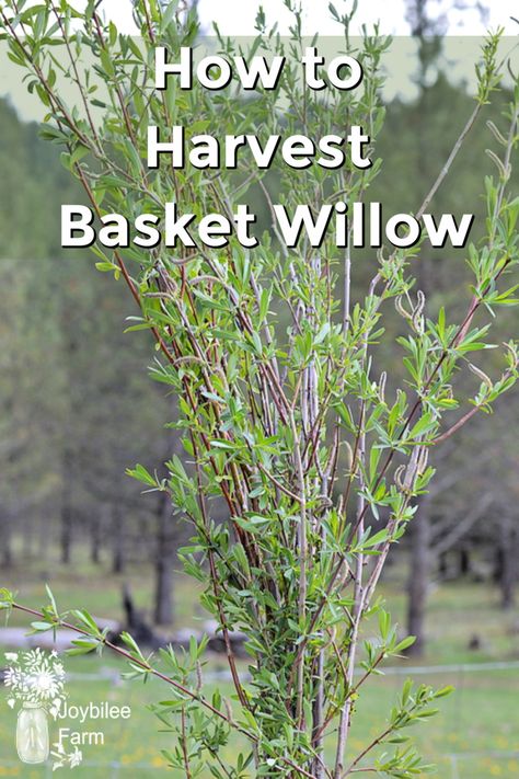 Making Willow Baskets, How To Make A Willow Basket, Willow Baskets Weaving, Foraging Basket Diy, Diy Willow Basket, Growing Willow For Weaving, Diy Foraging Basket, Living Willow Structures, Spring Garden Crafts