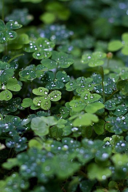 Mother Nature, Spiders Repellent, Matka Natura, Alam Yang Indah, Jolie Photo, Green Aesthetic, Nature Beauty, Shades Of Green, Shades Of Blue