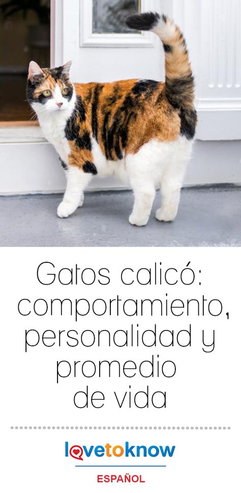 Gatos Calicó Salvador, Best Friends, Cat Breeds, Gato Calico, Calico Cat, Animals And Pets, Best Dogs, Cats And Kittens, Feline