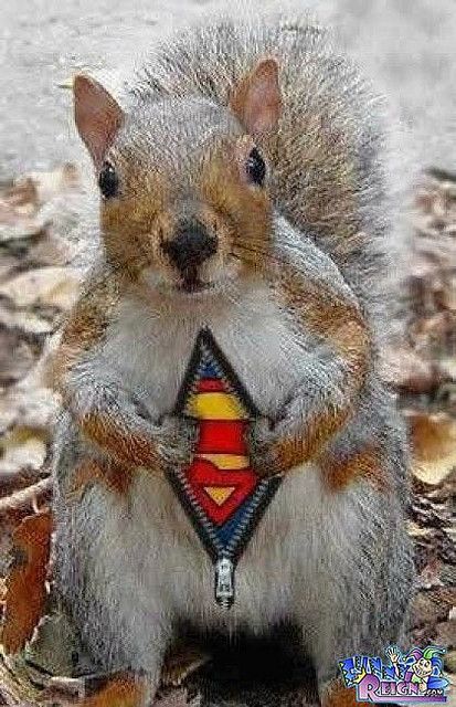 Super Squirrel he was a stowaway with superman. Protecting woodland creatures every where! Funny Animal Pictures, Squirrel Funny, Writing Pictures, Picture Writing Prompts, Picture Prompts, Funny Animal Photos, Animal Antics, 웃긴 사진, Animal Photo