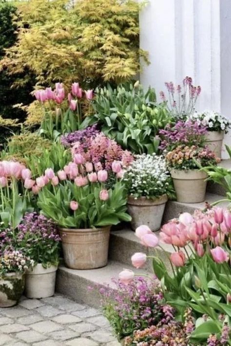 How to Prepare for Spring 2024; spring garden with potted tulips Potted Bulbs Outdoor, Provence Patio Ideas, Savoury Potluck Ideas, Potted Cut Flower Garden, Builder Grade Backyard Makeover, Early Spring Porch Decor, Container Cut Flower Garden, Front Yard Container Garden, Porch Flowers Ideas Potted Plants