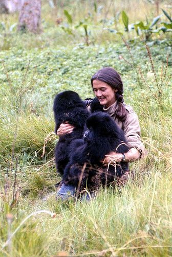 Diane Fossey gave her life to save those endangered species. #Juniorexplorers #Jointhelove #Allaboutcaring #Wildlife Endangered Species, Charles Bukowski, Gorillas In The Mist, Dian Fossey, Jane Goodall, Mountain Gorilla, Great Ape, Primates, Women In History