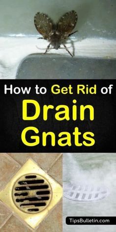 Household Cleaning Tips, Getting Rid Of Nats, Drain Flies, How To Get Rid Of Gnats, Get Rid Of Flies, Cleaning Painted Walls, Fruit Flies, Drain Cleaner, Deep Cleaning Tips