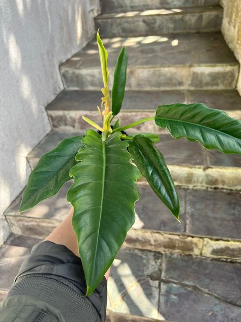 Plants, Climbing, House Plants, Philodendron Narrow, Jungle Boogie, Plant List, New Leaf, Garden Plants, Plant Leaves