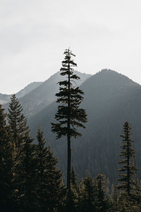 Nature, Cascade National Park, Pine Trees Forest, North Cascades National Park, Evergreen Trees, Tree Wallpaper, Tree Forest, Pine Forest, Adventure Wedding