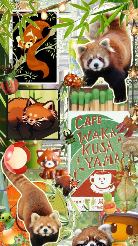 For the red pandas #redpanda #therian #technozen #nature #eclectic #greenandorange #apophis Pandas, Red Pandas, Nature, Red Panda Wallpaper, Red Panda Cute, Panda Wallpaper, Panda Wallpapers, Red Panda, Green Wallpaper
