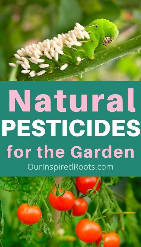 All Natural Garden Pesticide, Home Made Pesticides For Plants, Natural Tomato Plant Pesticide, Pesticides For Vegetables, Natural Pesticides For Vegetable Garden, Diy Pesticide For Vegetables, Natural Garden Pest Control, How To Keep Bugs Out Of Garden, Natural Insecticide For Plants