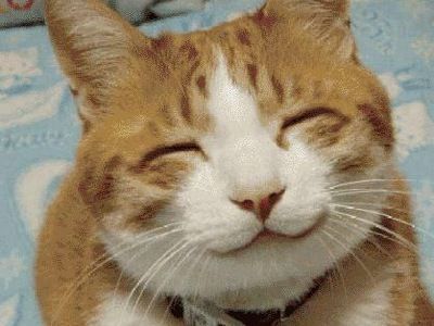 Gato feliz Gatos Cool, Smiling Animals, Haiwan Comel, Funny Cat Faces, Cute Cat Face, Smiling Cat, Cat Odor, Image Chat, Meme Gato